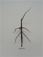 藏品(竹節蟲(1))的圖片